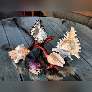 Seashell Collection